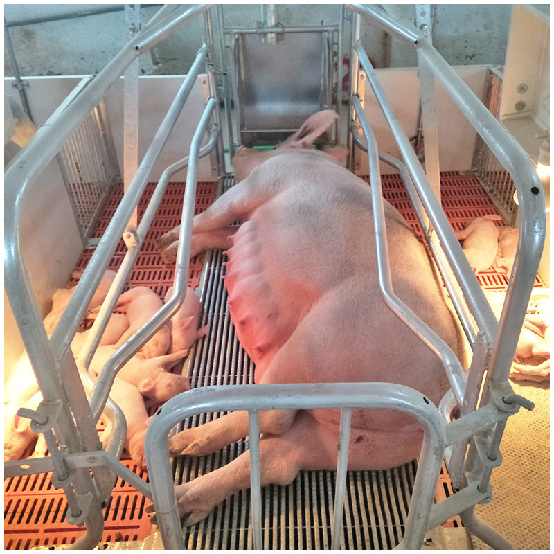 sow farrowing cage 