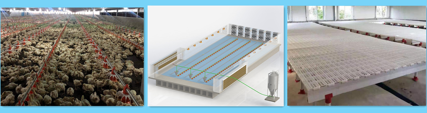 broiler automatic feeding and drinking line 