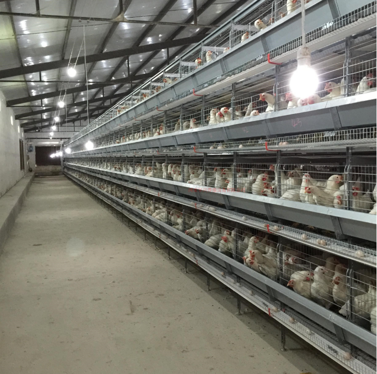 H type chicken  cage 