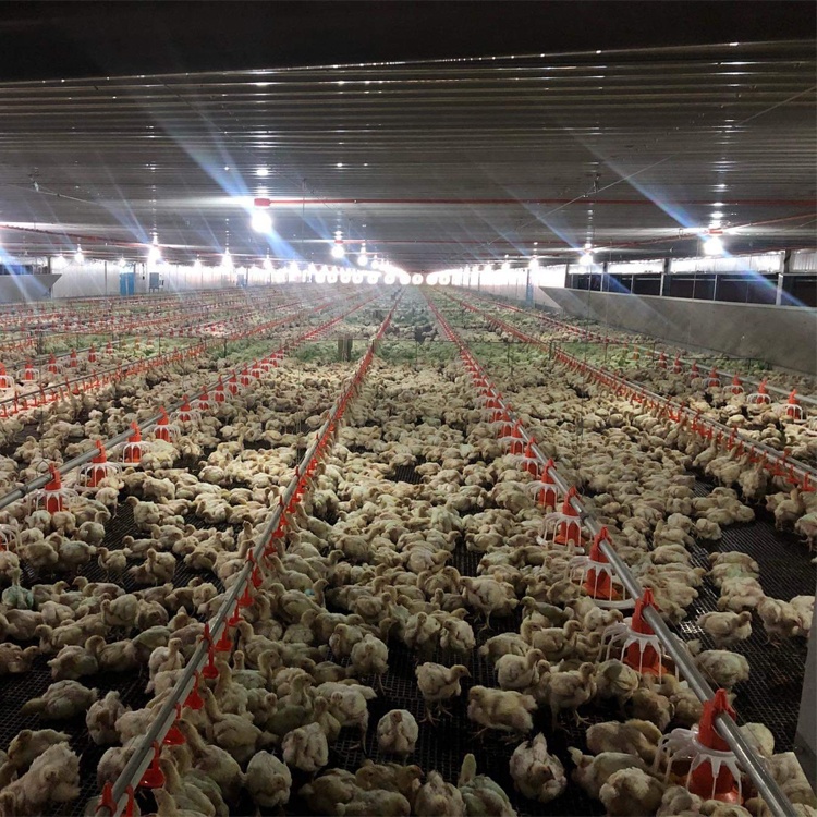 Broiler  Floor Raising Equipment