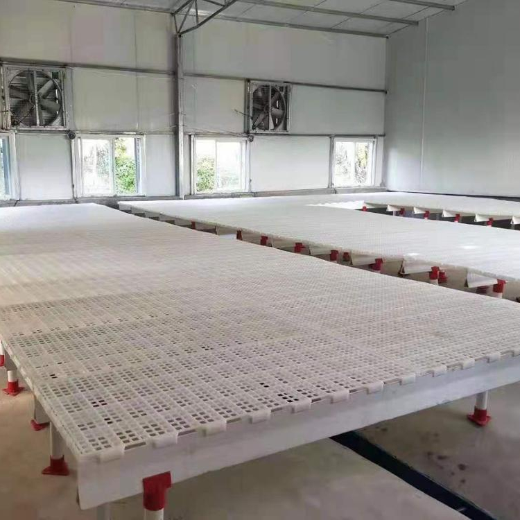  Plastic Chicken Floor