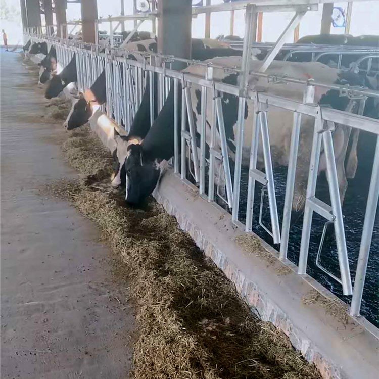 Cattle Head Lock stall