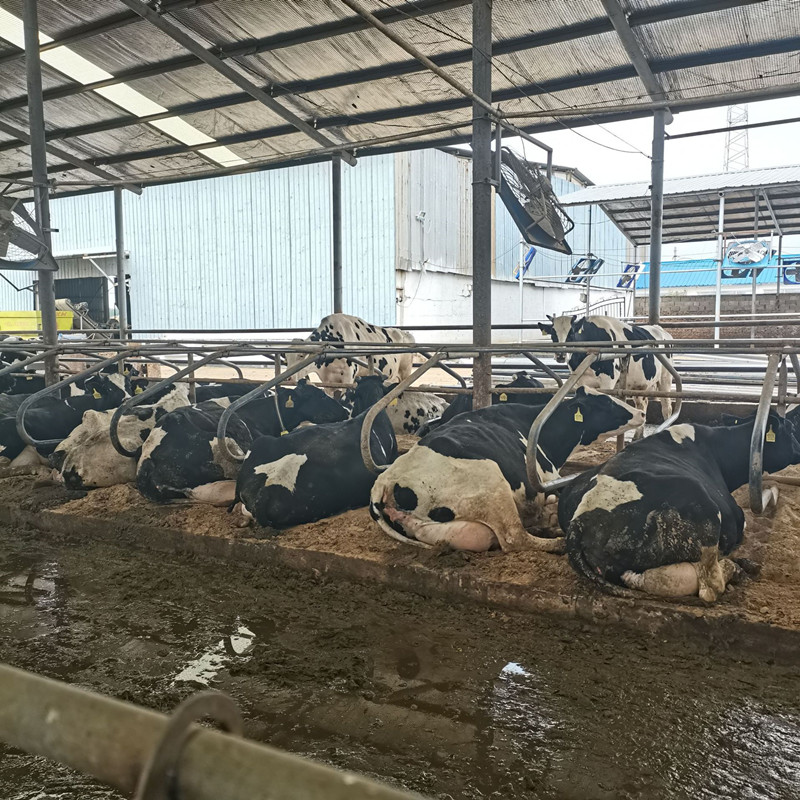 cow free stall