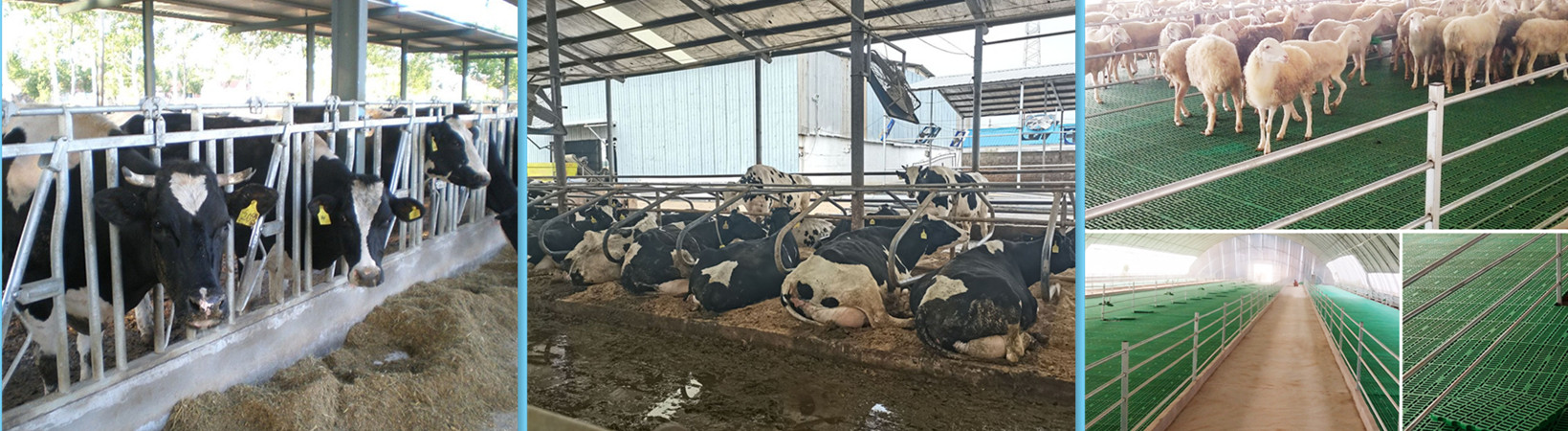 cow free stall