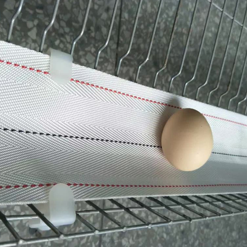 egg collecting belt